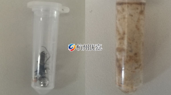 宋慈多樣品組織研磨儀研磨動物提取核酸實(shí)驗(yàn)步驟